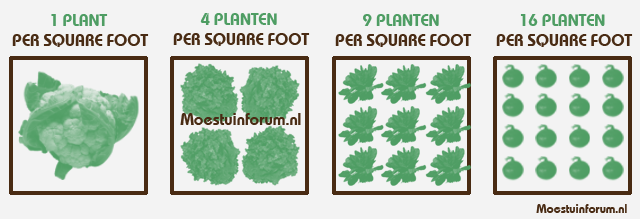 Hoeveel planten in vak square foot garden - Square foot gardening en  tuinieren in potten - Moestuin Forum