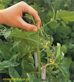 tomaat-toppen-moestuinforum.png