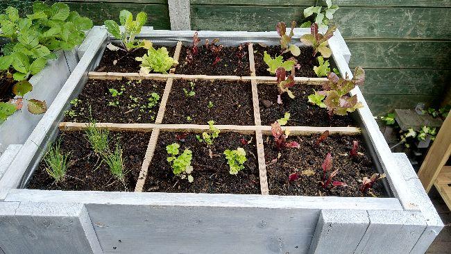 Planten doen het slecht in moestuinbak - Square foot gardening en tuinieren  in potten - Moestuin Forum