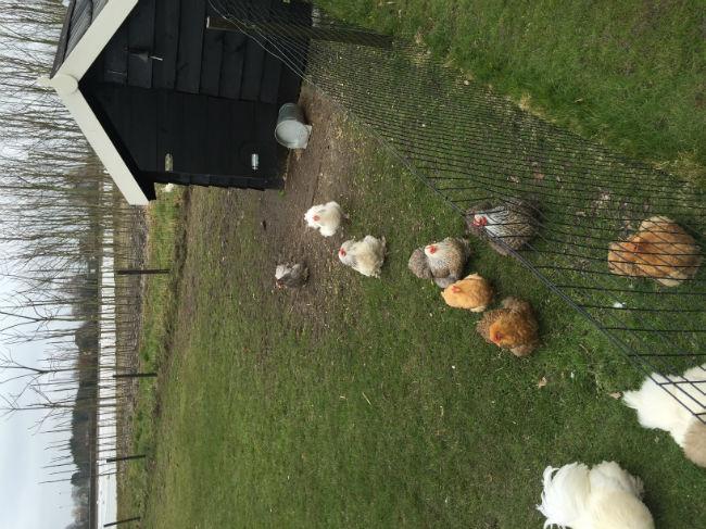 Kippen houden in kleine tuin - Nutsdieren - Moestuin Forum