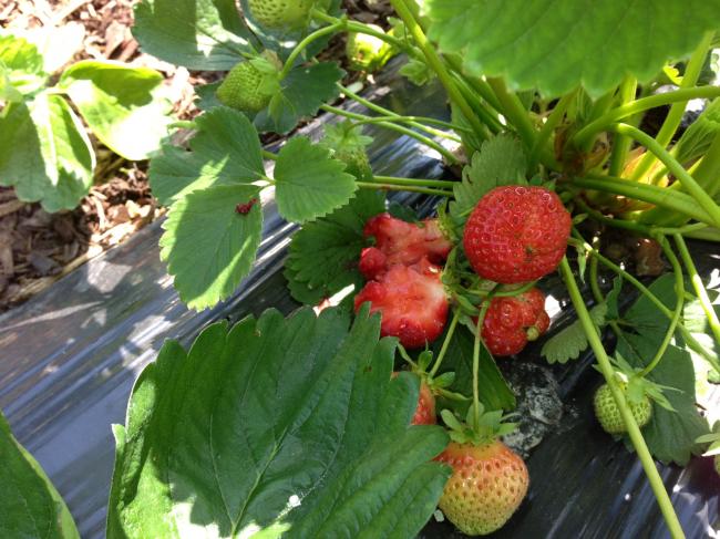 Wat eet mijn aardbeien op? - Fruit en noten - Moestuin Forum