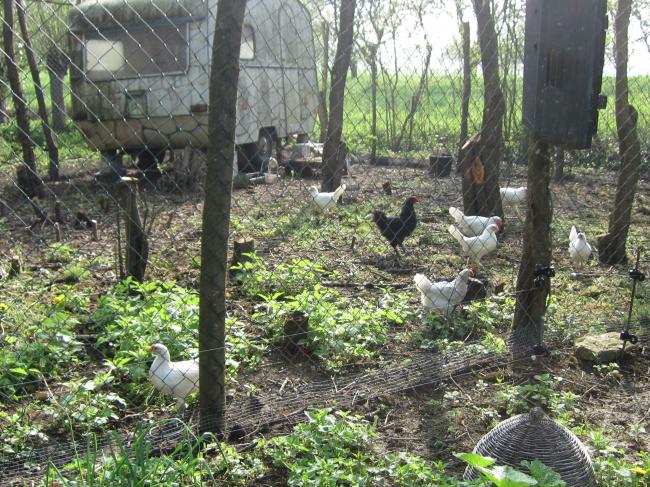 Gezocht grote netten voor kippenren - Ruilen en verkopen: vraag en aanbod -  Moestuin Forum